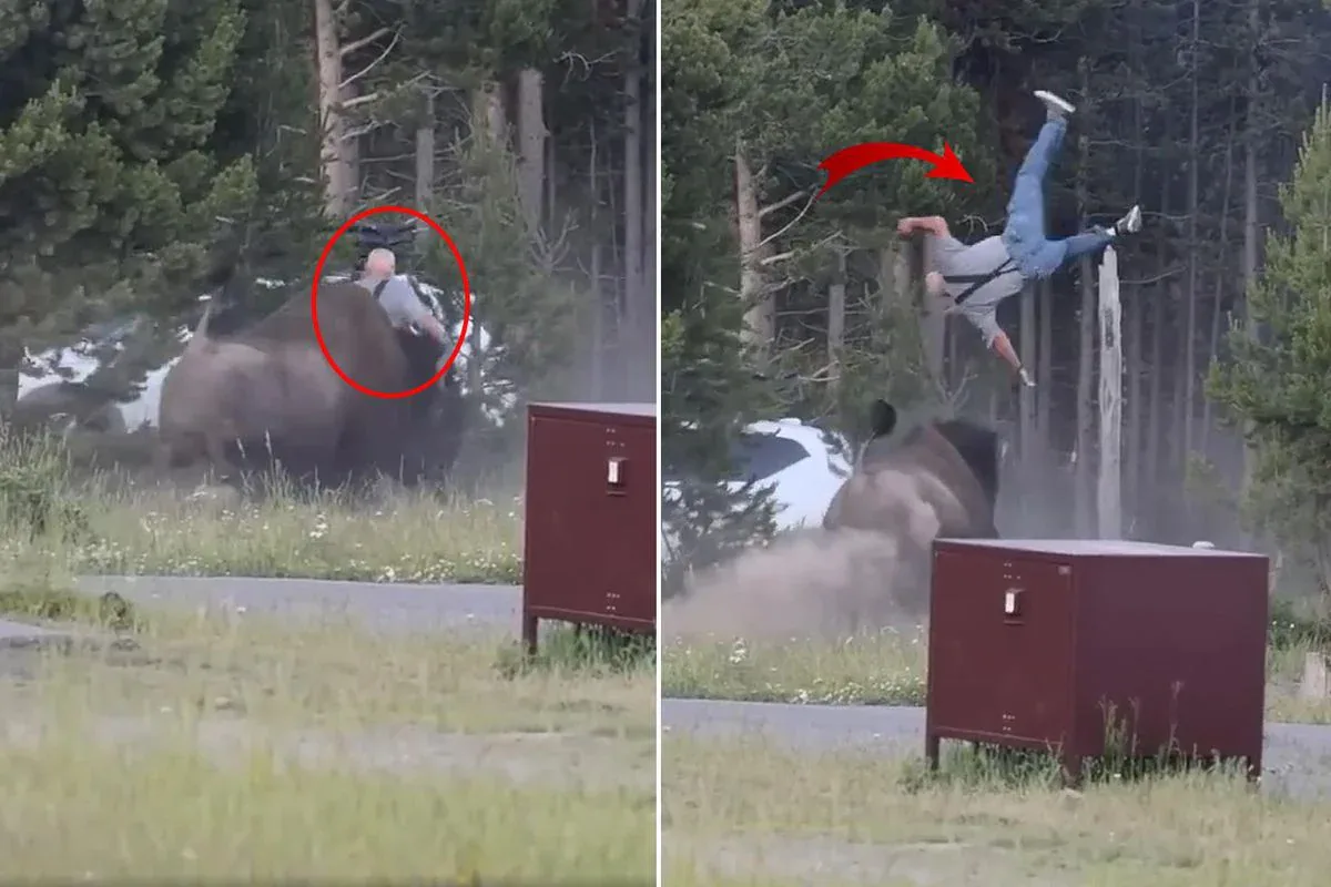 Yellowstone'da Dehşet Anları: Öfkeli Bizon Turisti Havaya Fırlattı Yellowstone'da Dehşet Anları: Öfkeli Bizon Turisti Havaya Fırlattı