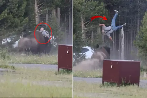 Yellowstone'da Dehşet Anları: Öfkeli Bizon Turisti Havaya Fırlattı