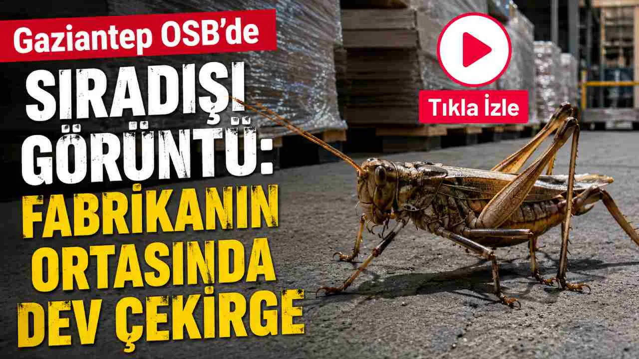 Gaziantep OSB'de Şaşkınlık Yaratan Görüntü: Fabrikada Dev Çekirgeye Rastlandı Gaziantep OSB'de Şaşkınlık Yaratan Görüntü: Fabrikada Dev Çekirgeye Rastlandı