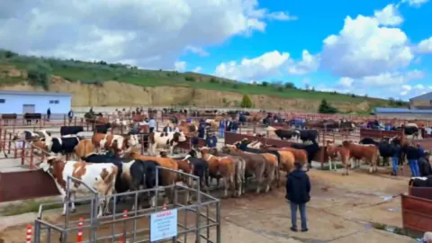 Nevşehir'de Hayvan Pazarı Geçici Olarak Kapatıldı: Şap Hastalığı Riskine Karşı Tedbir