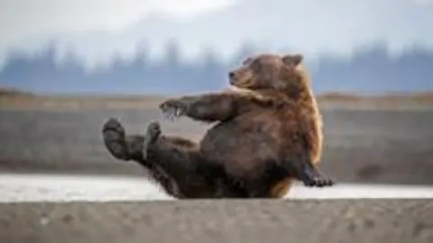 Comedy Wildlife Awards 2026: Yılın En Komik Hayvan Fotoğrafları Belli Oldu
