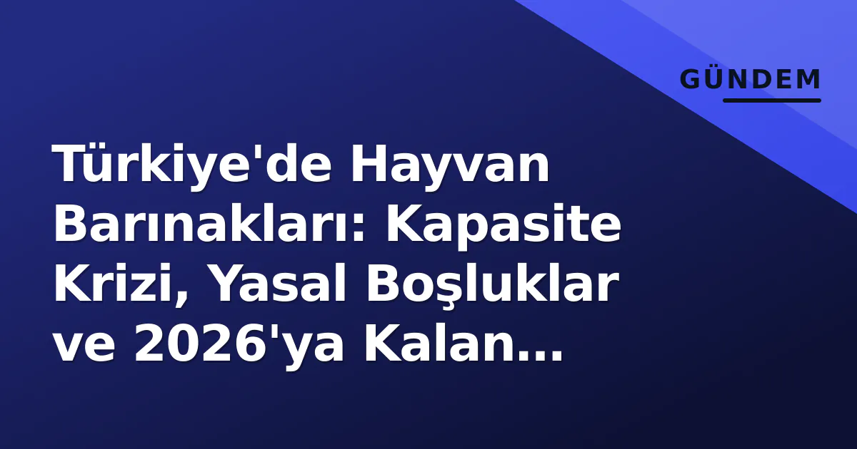 Türkiye'de Hayvan Barınakları: Kapasite Krizi, Yasal Boşluklar ve 2026'ya Kalan Sorunlar Türkiye'de Hayvan Barınakları: Kapasite Krizi, Yasal Boşluklar ve 2026'ya Kalan Sorunlar