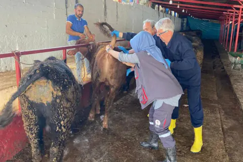 Yalova'da ithal besi sığırlarına hastalık tarama: Besihanelerde titiz denetim