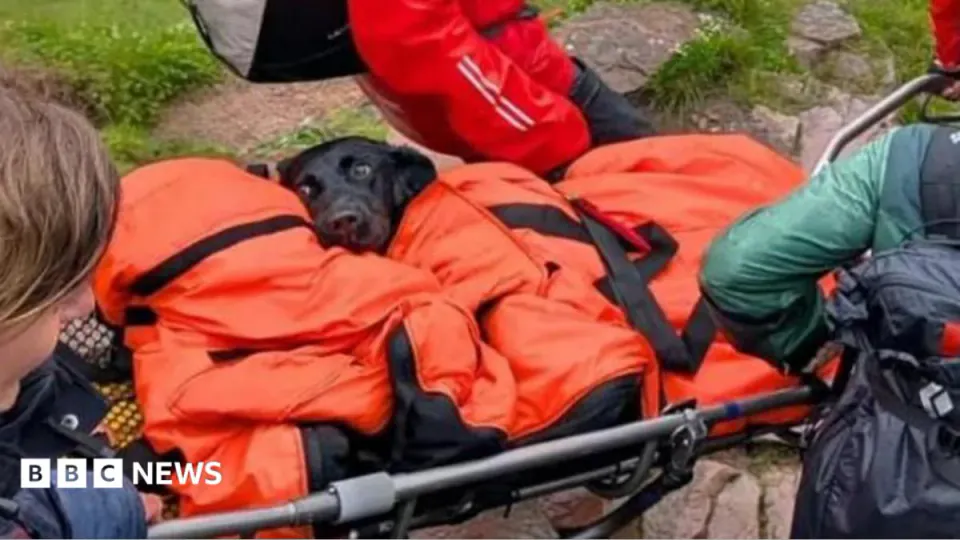Ben Nevis'te Dram: Labrador Cinsi Köpek Tokyo'nun Hayat Mücadelesi görseli