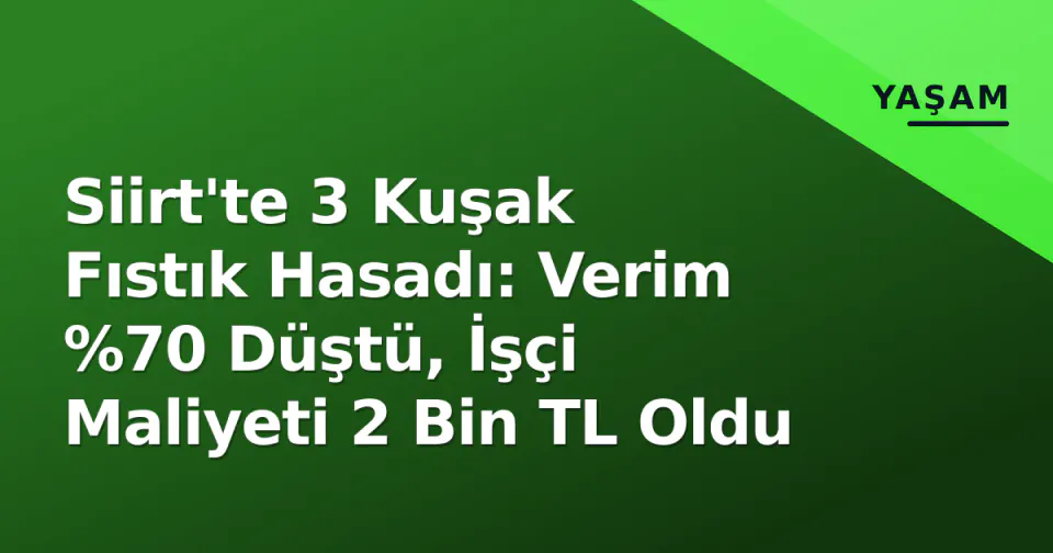 Siirt'te 3 Kuşak Fıstık Hasadı: Verim %70 Düştü, İşçi Maliyeti 2 Bin TL Oldu görseli