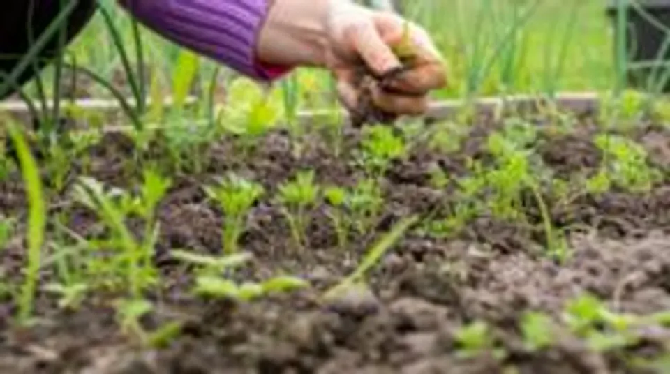 Toprakla Temas Stresi Azaltıyor ve Bağışıklığı Güçlendiriyor: 'Earthing' Bilimde Ne Anlama Geliyor? görseli