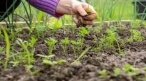 Toprakla Temas Stresi Azaltıyor ve Bağışıklığı Güçlendiriyor: 'Earthing' Bilimde Ne Anlama Geliyor?
