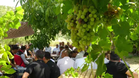 Batman Gercüş'te Mezrone Üzümü'ne Devlet Kooperatifi: 'Bağları Kurtarıp Marka Yapacağız'