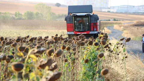 KARADENİZBİRLİK'ten 2026 yağlık ayçiçeği fiyatı: Ton 34 bin lira, artış %17,2