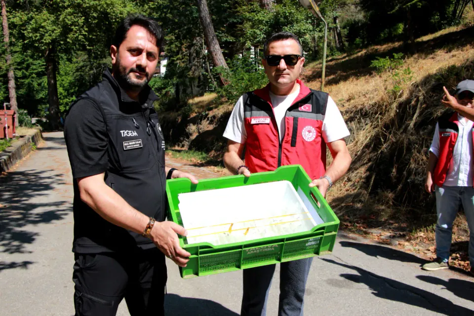 Yalova'da Tarıma Zarar Veren Böceğe Karşı Samuray Arısı Mücadelesi görseli