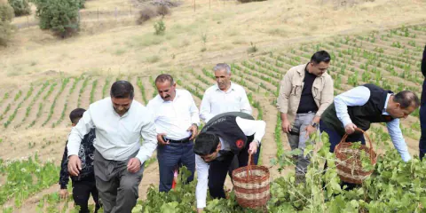 Şemdinli'de üzüm hasadı resmen başladı: Kaymakam Erdoğan bahçelerde