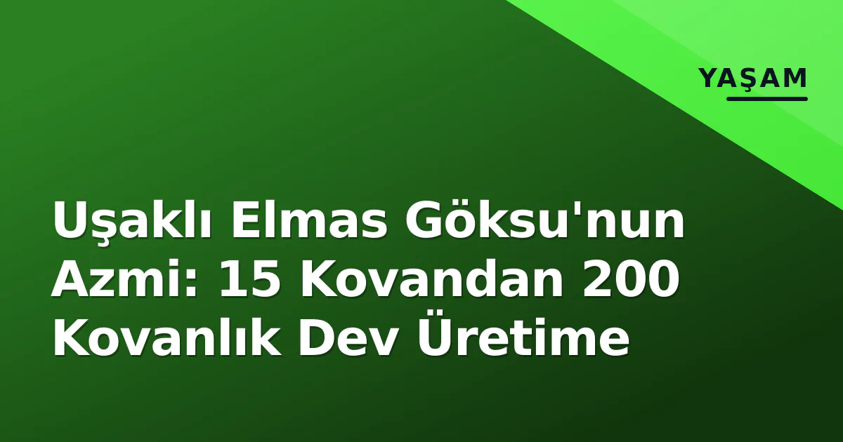Uşaklı Elmas Göksu'nun Azmi: 15 Kovandan 200 Kovanlık Dev Üretime Uşaklı Elmas Göksu'nun Azmi: 15 Kovandan 200 Kovanlık Dev Üretime