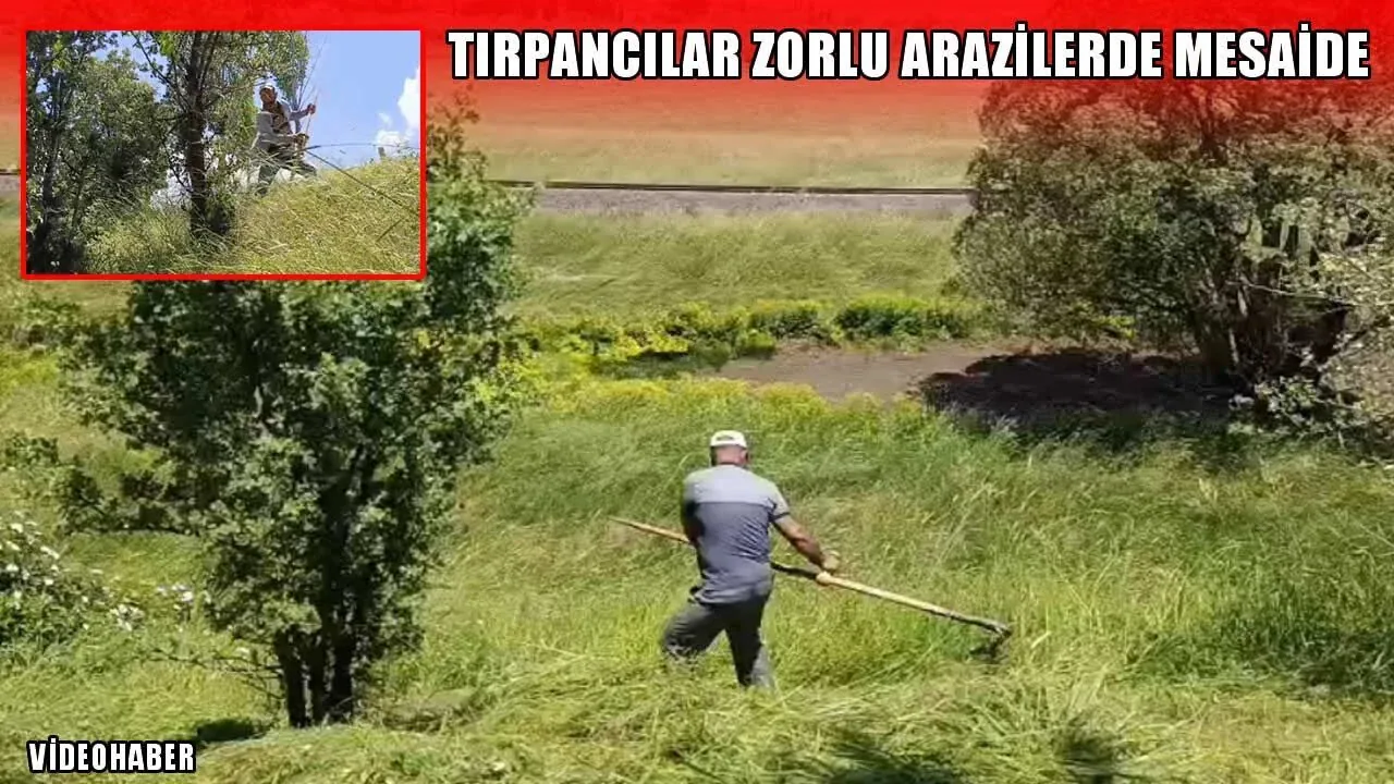 Muş'ta Zorlu Mesai Başladı: Dağlık Arazilerde Tırpanla Kış Hazırlığı Muş'ta Zorlu Mesai Başladı: Dağlık Arazilerde Tırpanla Kış Hazırlığı