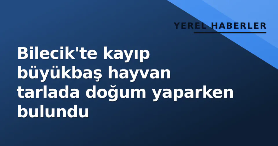 Bilecik'te kayıp büyükbaş hayvan tarlada doğum yaparken bulundu görseli
