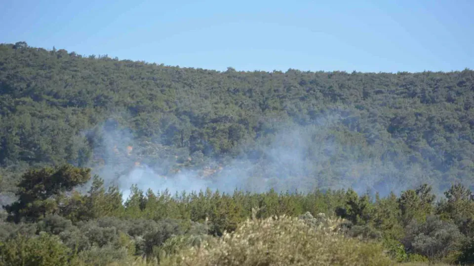 Cunda Adası'nda Korkutan Yangın: Alevler Zeytinlik ve Ormanlık Alana Sıçradı görseli
