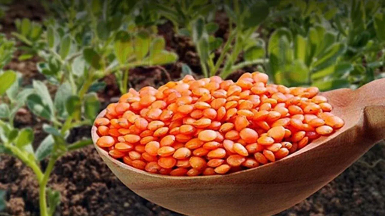 Siirt'te %75 Hibeli Kırmızı Mercimek Tohumu: Başvurular Bugün Başladı Siirt'te %75 Hibeli Kırmızı Mercimek Tohumu: Başvurular Bugün Başladı