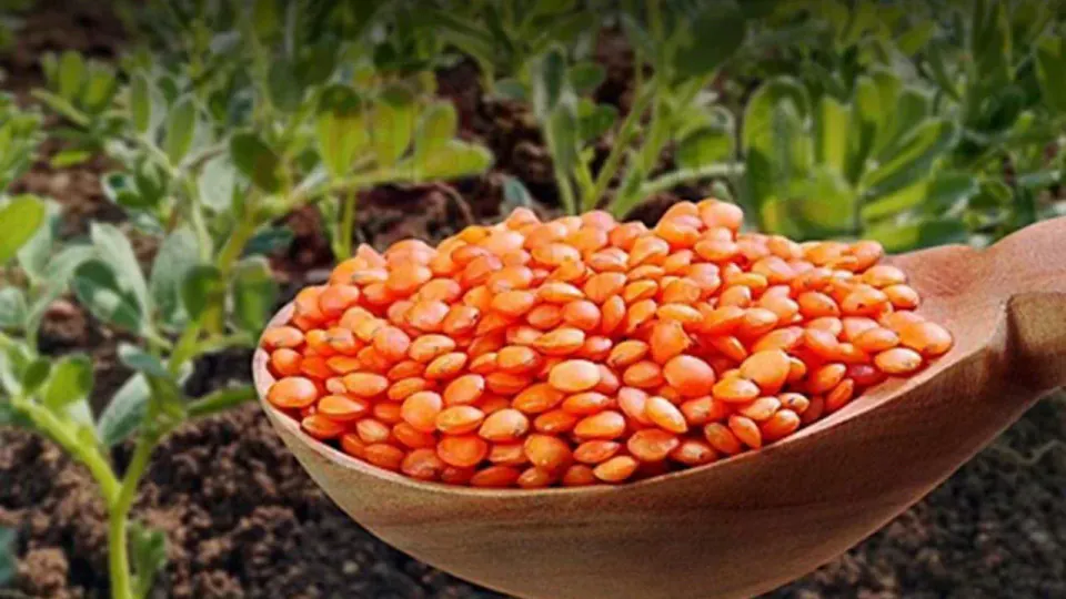 Siirt'te %75 Hibeli Kırmızı Mercimek Tohumu: Başvurular Bugün Başladı görseli