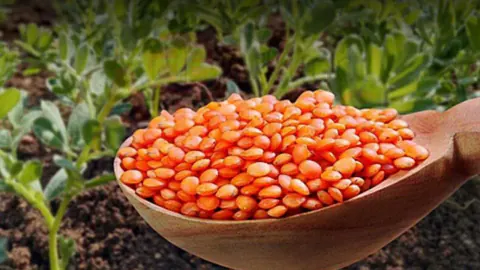 Siirt'te %75 Hibeli Kırmızı Mercimek Tohumu: Başvurular Bugün Başladı