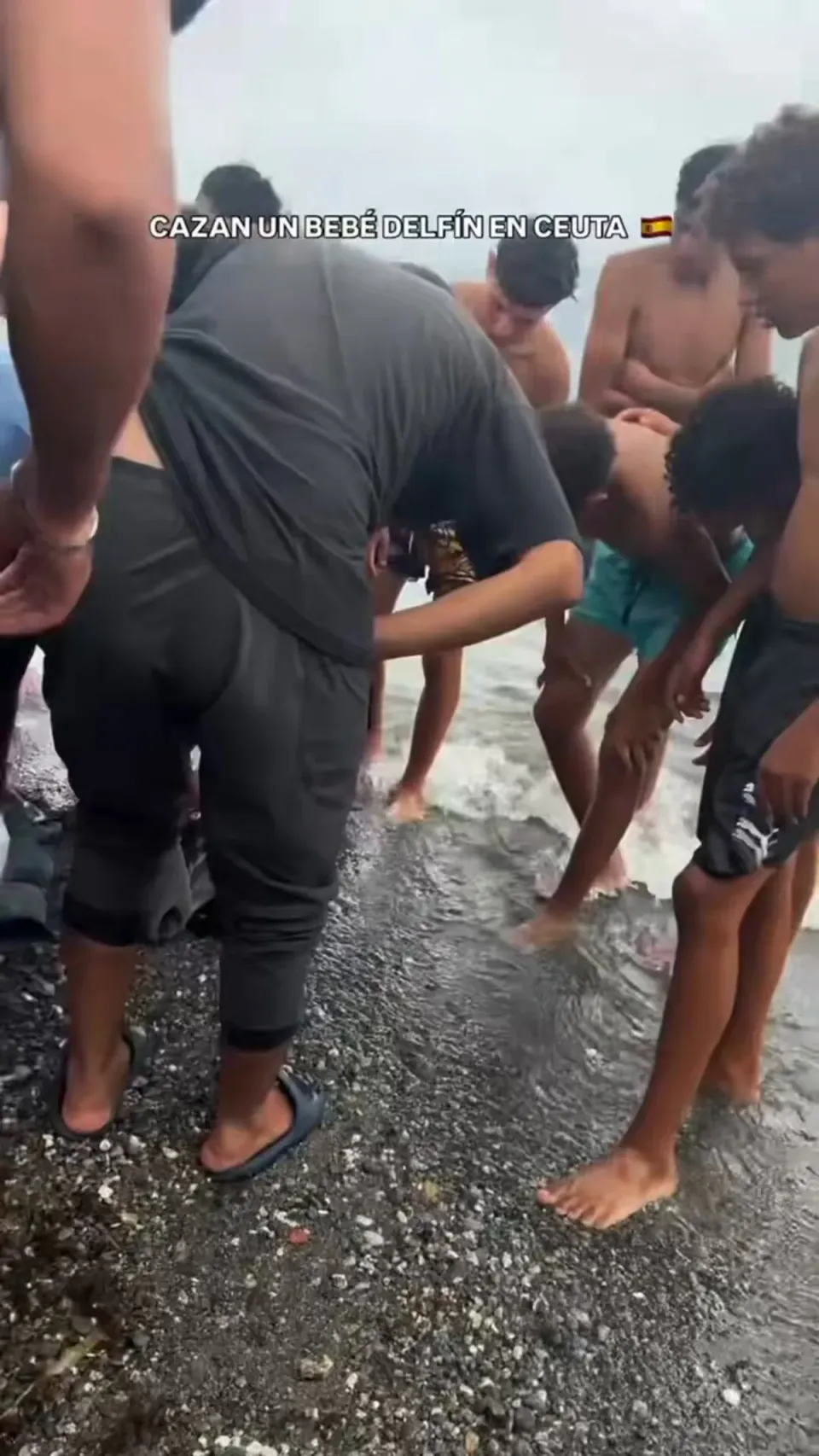 Ceuta'da Sahile Vuran Yavru Yunus, Göçmenler Tarafından Taşlanarak Öldürüldü görseli