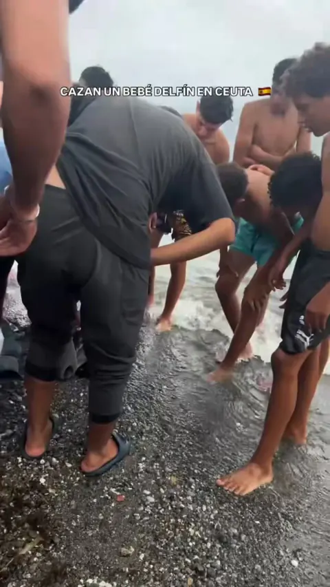 Ceuta'da Sahile Vuran Yavru Yunus, Göçmenler Tarafından Taşlanarak Öldürüldü
