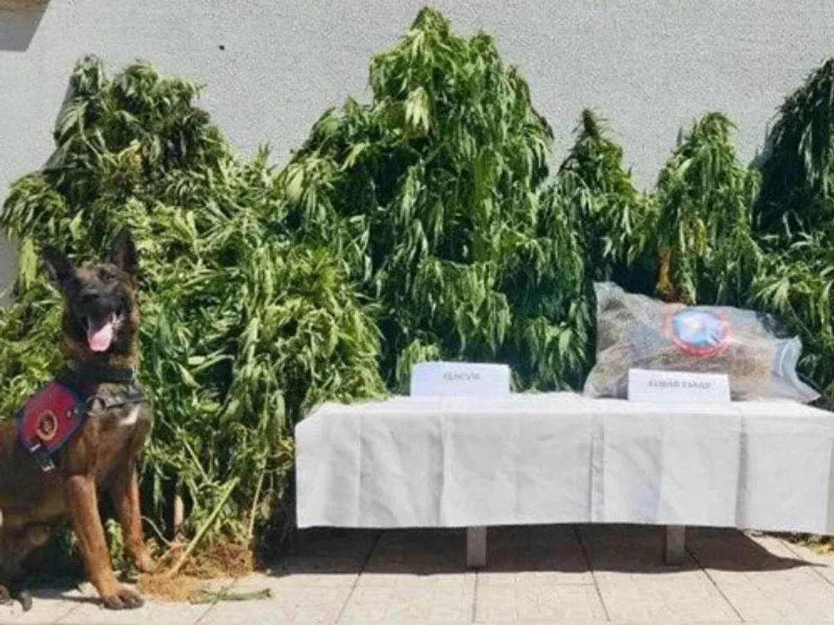 İçişleri Bakanı Ali Yerlikaya: "NARKOÇELİK-33" Operasyonları Sonucunda 1 Ton 521 Kilogram Uyuşturucu Ele Geçirildi İçişleri Bakanı Ali Yerlikaya: "NARKOÇELİK-33" Operasyonları Sonucunda 1 Ton 521 Kilogram Uyuşturucu Ele Geçirildi