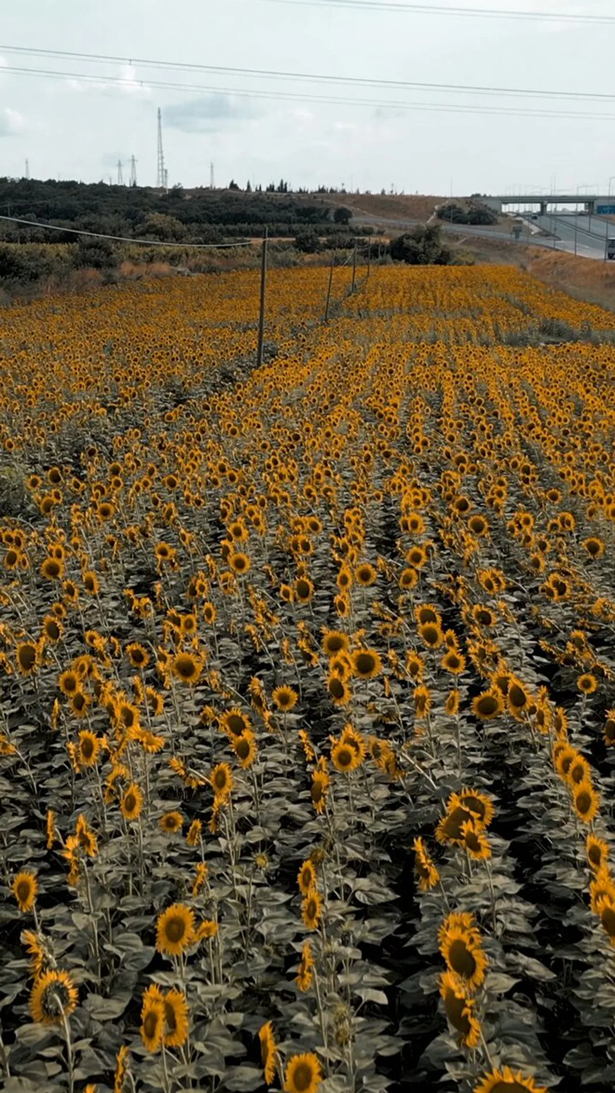 Türkiye Kültür Yolu Festivali Çanakkale'de Düzenlenecek Türkiye Kültür Yolu Festivali Çanakkale'de Düzenlenecek