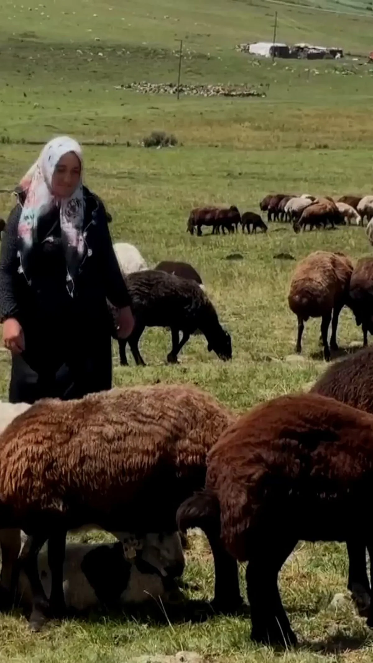 Türkiye'de Kadınlar Tarım ve Hayvancılık Sektöründe Önemli Bir Rol Üstleniyor Türkiye'de Kadınlar Tarım ve Hayvancılık Sektöründe Önemli Bir Rol Üstleniyor