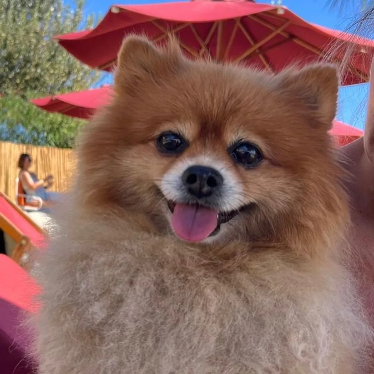 Pınar Altuğ, Sekiz Köpeğiyle Bir Fotoğraf Paylaşarak Duygusal Bir Mesaj Verdi Pınar Altuğ, Sekiz Köpeğiyle Bir Fotoğraf Paylaşarak Duygusal Bir Mesaj Verdi