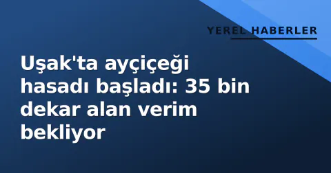 Uşak'ta ayçiçeği hasadı başladı: 35 bin dekar alan verim bekliyor
