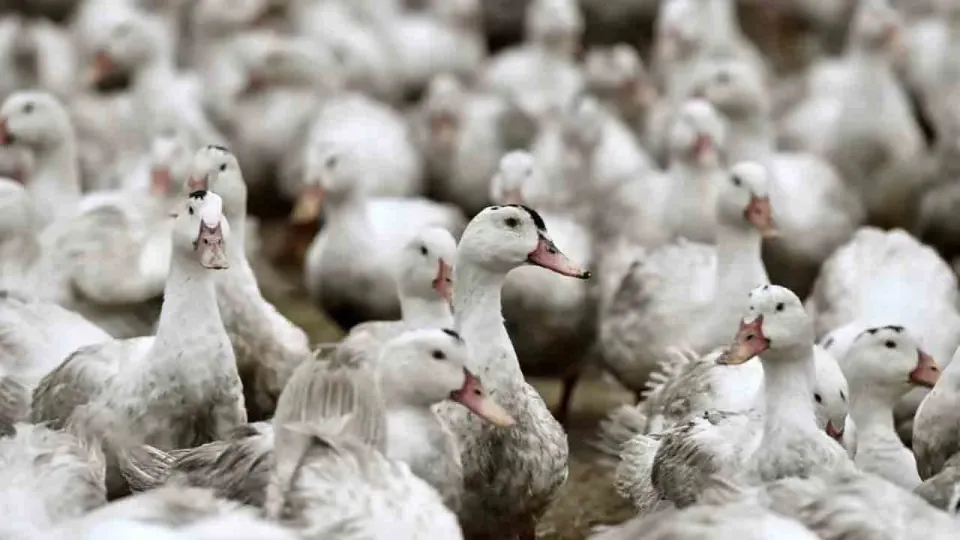 H5N1 Kuş Gribi Alarmı: İlk Vakalar Sonrası Takip Edilmesi Gereken 5 Kritik Nokta görseli