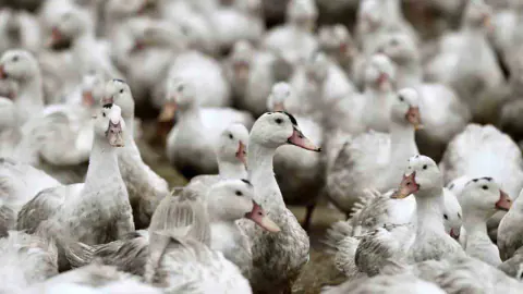 H5N1 Kuş Gribi Alarmı: İlk Vakalar Sonrası Takip Edilmesi Gereken 5 Kritik Nokta