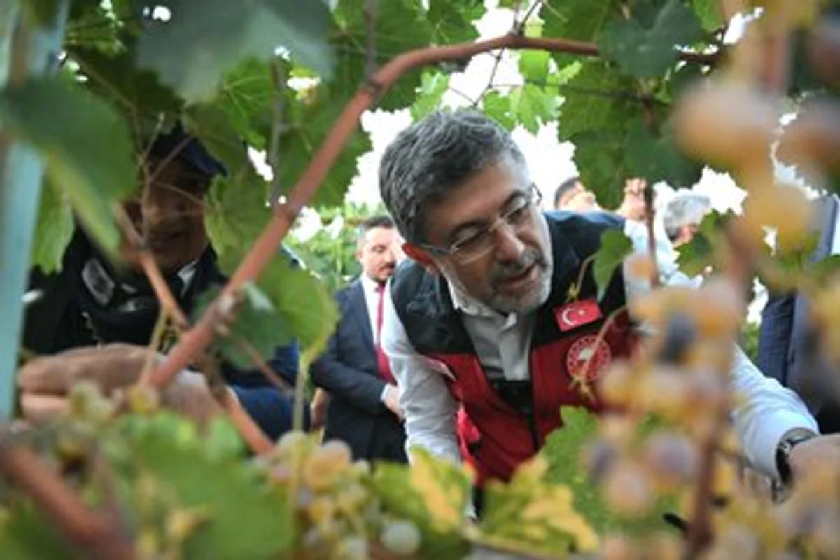 Tarım ve Orman Bakanı İbrahim Yumaklı, Tokat'ta Tokat Üzümü ve Asma Yaprağı Üzerine Yürütülen Biyoteknik Mücadeleyi İnceledi Tarım ve Orman Bakanı İbrahim Yumaklı, Tokat'ta Tokat Üzümü ve Asma Yaprağı Üzerine Yürütülen Biyoteknik Mücadeleyi İnceledi