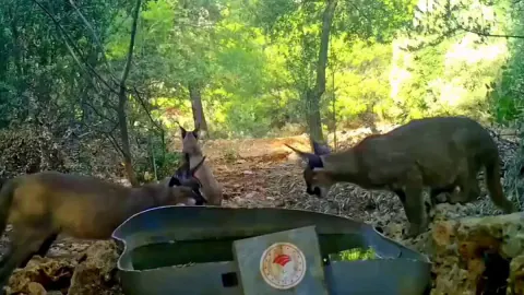 Anadolu'nun Nadir Türü Karakulaklar Fotoğraflandı