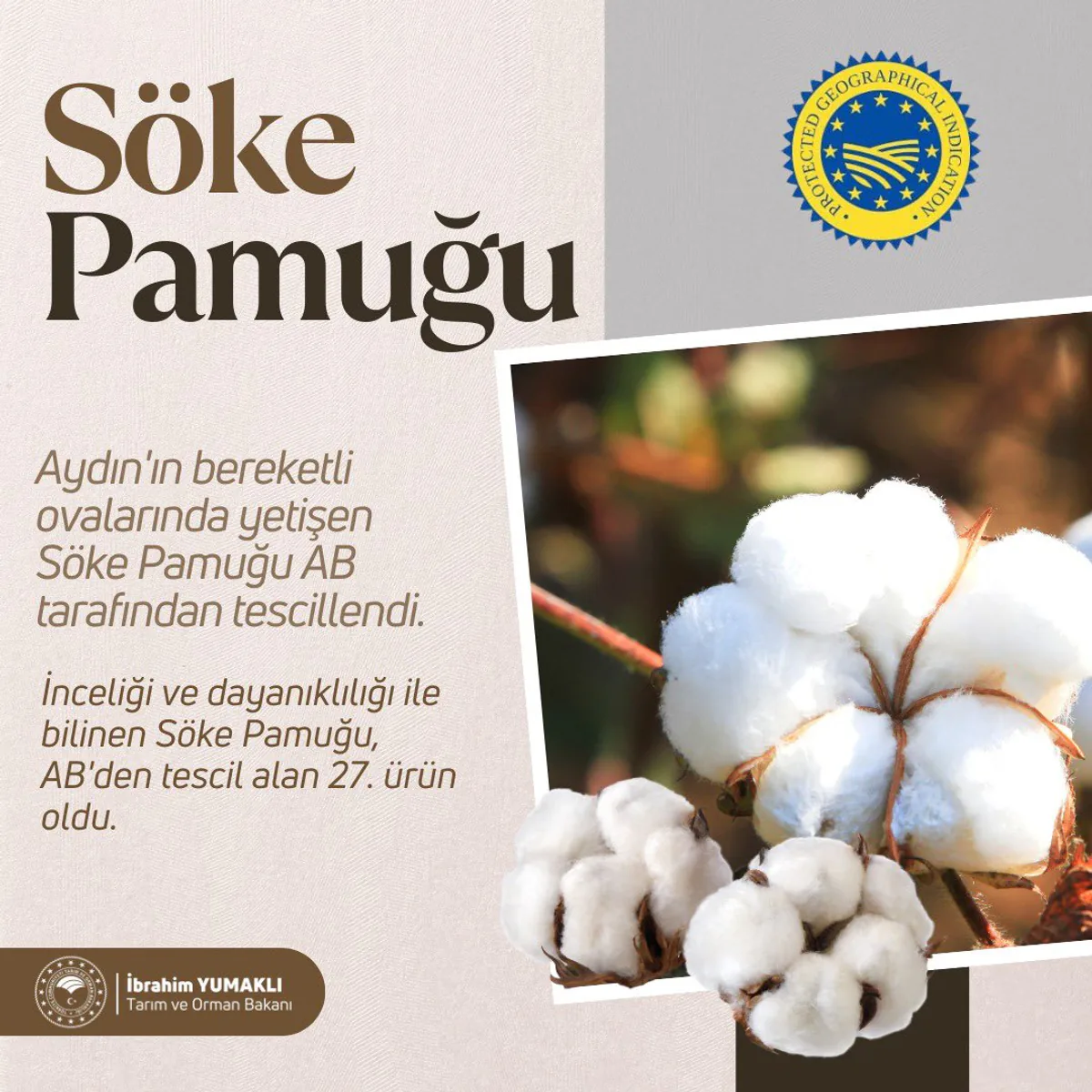 Aydın'ın Bereketli Topraklarında Yetişen "Söke Pamuğu" Uluslararası Tanınırlık Kazandı Aydın'ın Bereketli Topraklarında Yetişen "Söke Pamuğu" Uluslararası Tanınırlık Kazandı