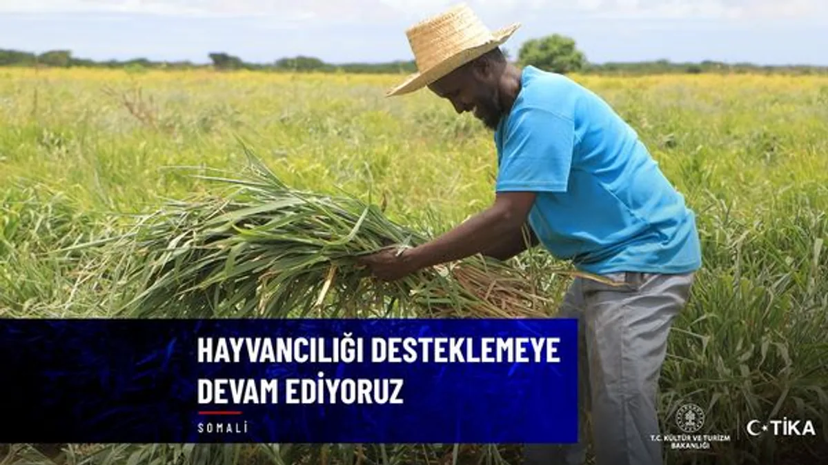 TİKA Somali'de Hayvancılığı Destekliyor TİKA Somali'de Hayvancılığı Destekliyor