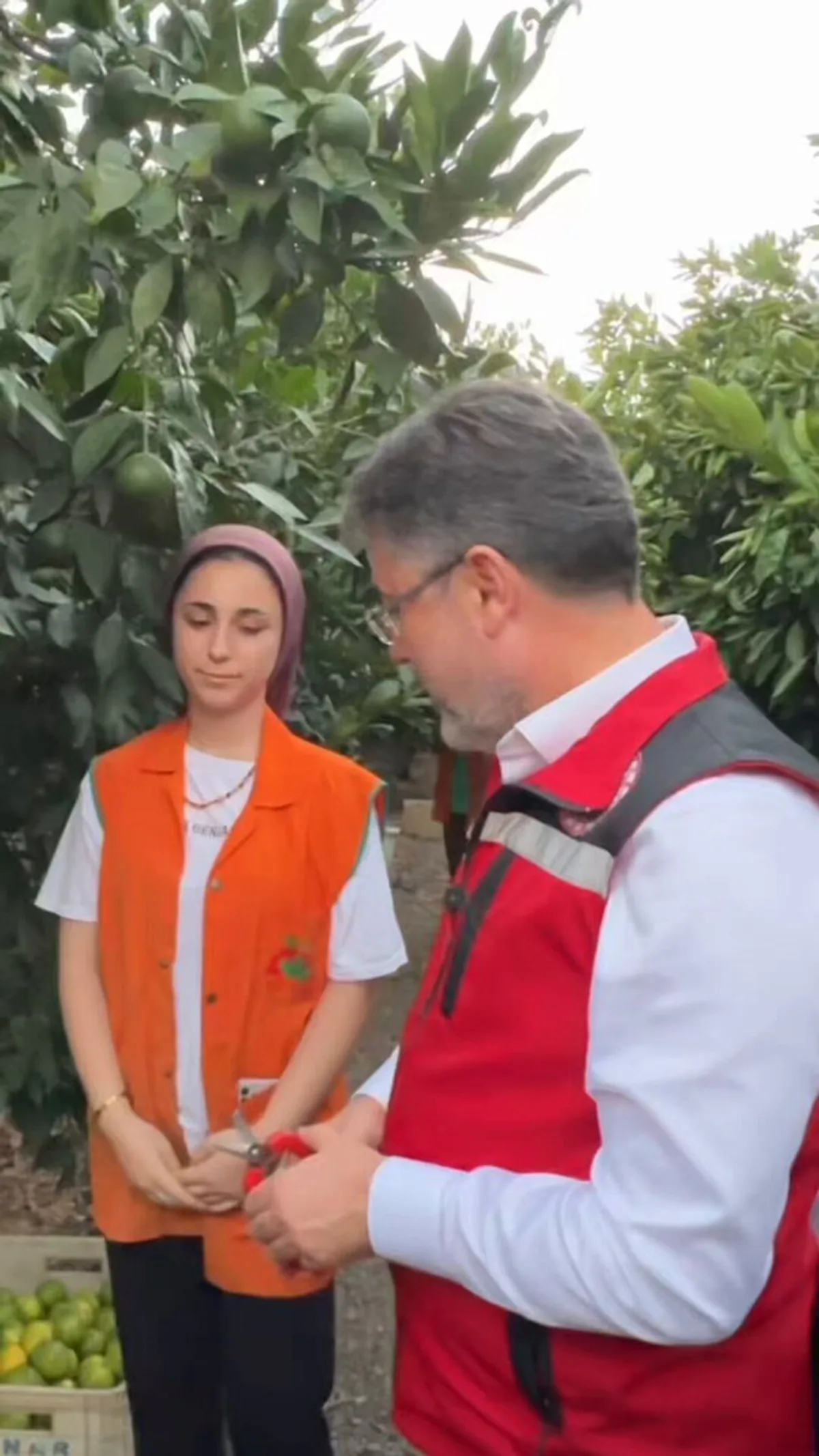 Narenciye Hasatının İncelikleri Narenciye Hasatının İncelikleri