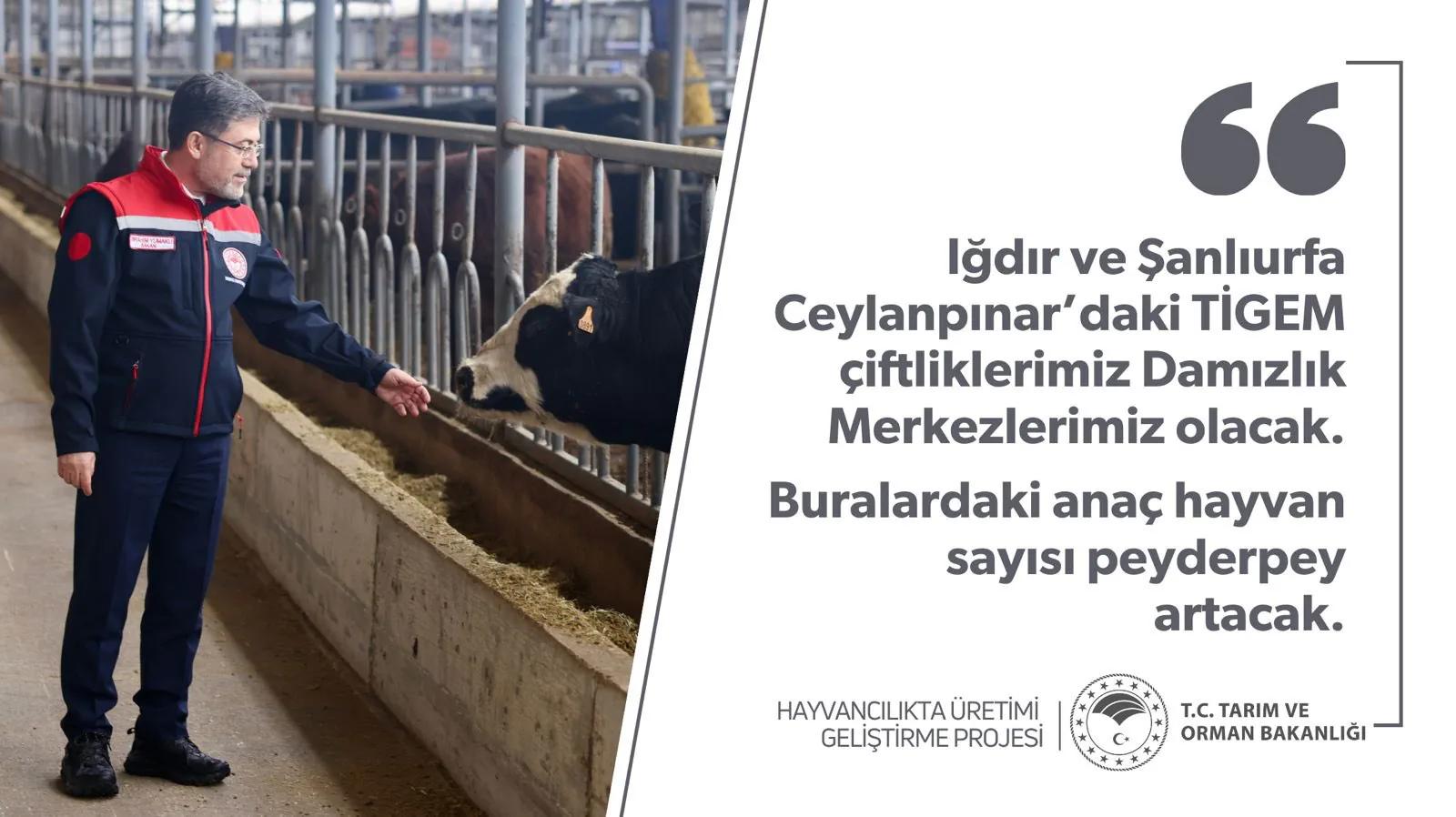 Bakanlık, Iğdır ve Şanlıurfa'da TİGEM çiftliklerinde damızlık merkezleri kuracak Bakanlık, Iğdır ve Şanlıurfa'da TİGEM çiftliklerinde damızlık merkezleri kuracak