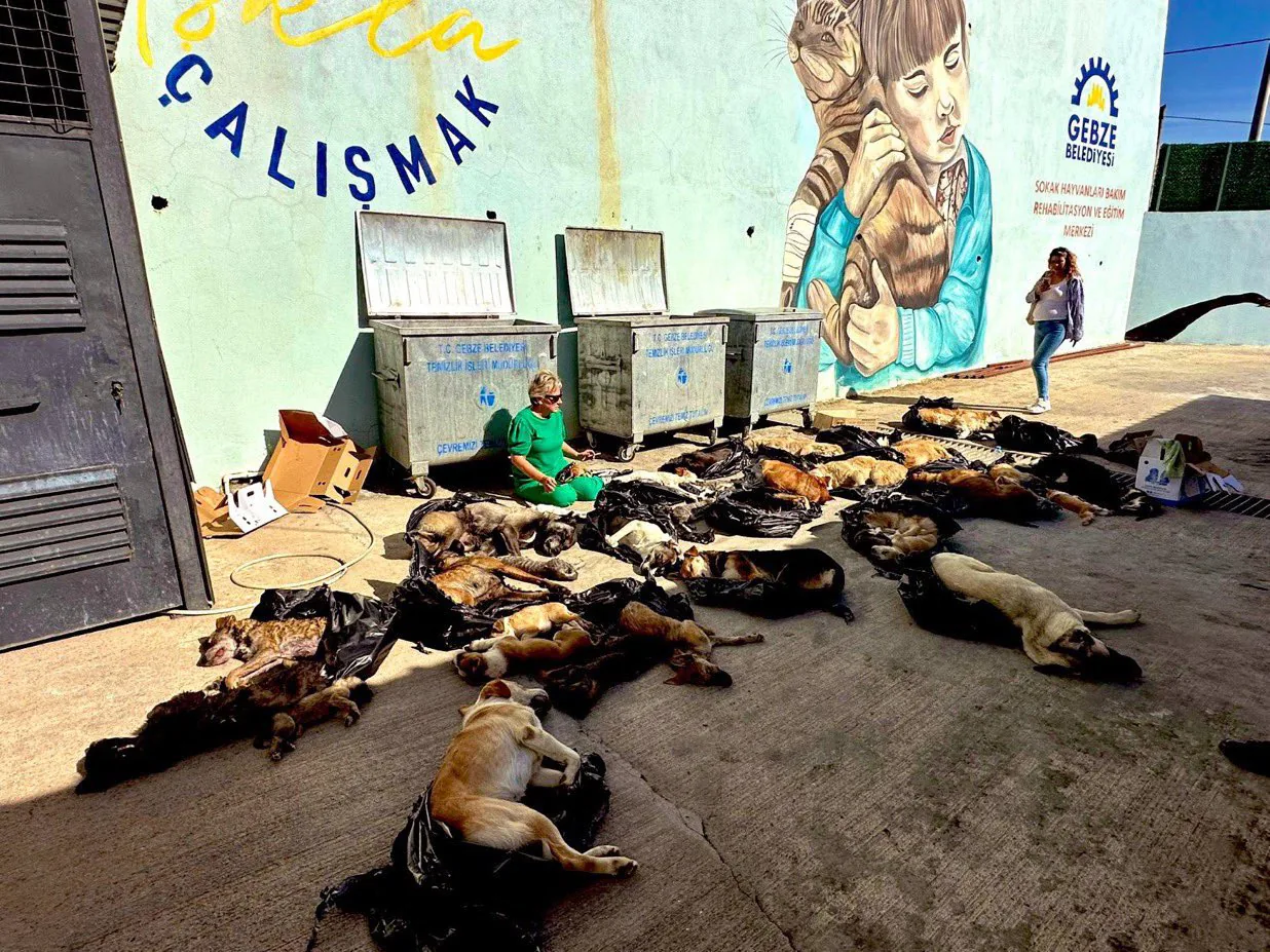 Gebze Belediyesi Sokak Hayvanları Merkezi'nde Kedi ve Köpekler Katledildi Gebze Belediyesi Sokak Hayvanları Merkezi'nde Kedi ve Köpekler Katledildi