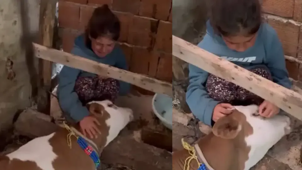 Gümüşhane Kazıkbeli Yaylası'nda Duygulandıran Veda: 10 Yaşındaki Nehir ve Buzağısı Yaman görseli