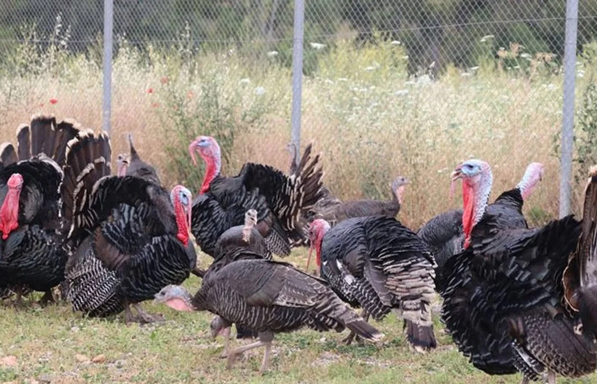 Türkiye'de Hindi Eti Üretimi Artış Gösterdi Türkiye'de Hindi Eti Üretimi Artış Gösterdi