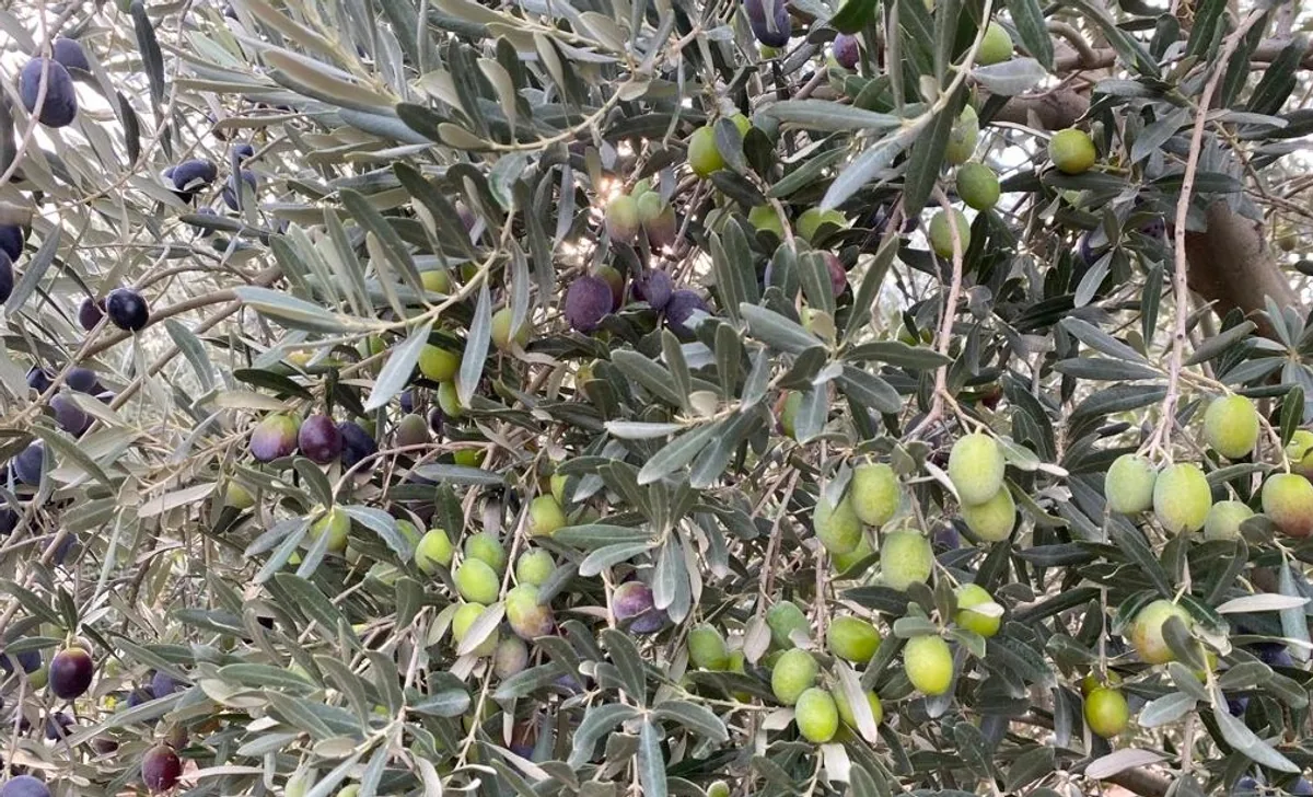 Türkiye, Sofralık Zeytin İhracatında Tarihi Bir Başarıya İmza Attı Türkiye, Sofralık Zeytin İhracatında Tarihi Bir Başarıya İmza Attı