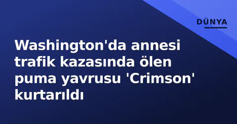 Washington'da annesi trafik kazasında ölen puma yavrusu 'Crimson' kurtarıldı