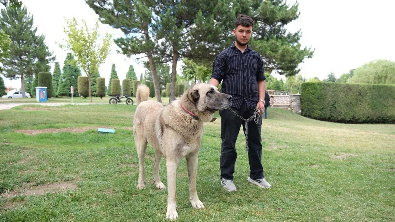 Çorum'da Türk Çoban Köpekleri İçin Büyük Şampiyona: Finala Kalmaya Çalıştılar