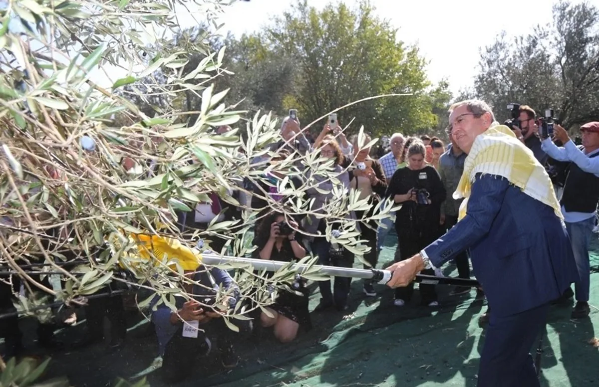 Uluslararası Ayvalık Zeytin Hasat ve Turizm Festivali Uluslararası Ayvalık Zeytin Hasat ve Turizm Festivali