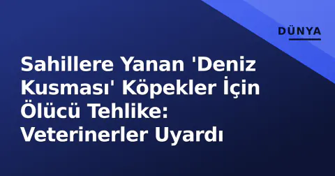 Sahillere Yanan 'Deniz Kusması' Köpekler İçin Ölücü Tehlike: Veterinerler Uyardı