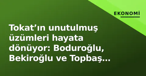 Tokat’ın unutulmuş üzümleri hayata dönüyor: Boduroğlu, Bekiroğlu ve Topbaş tescil yolunda
