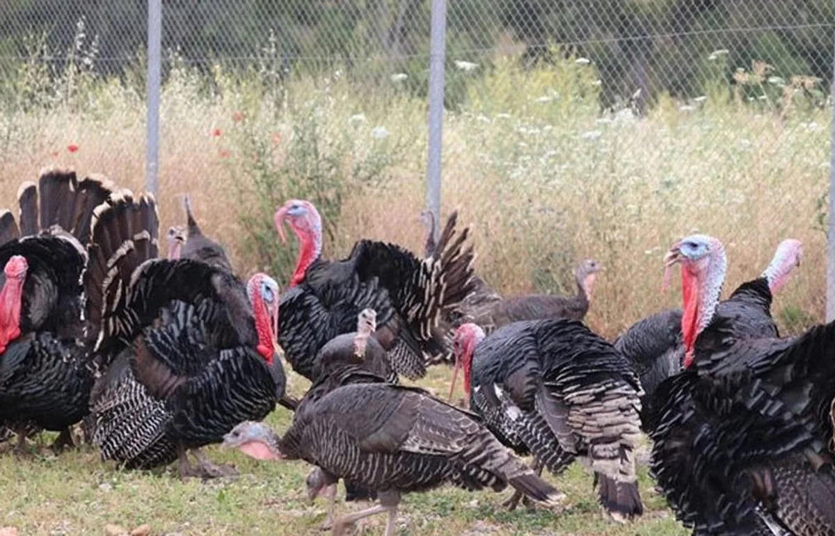Türkiye'de Hindi Eti Üretiminde Önemli Bir Artış Gözlendi Türkiye'de Hindi Eti Üretiminde Önemli Bir Artış Gözlendi