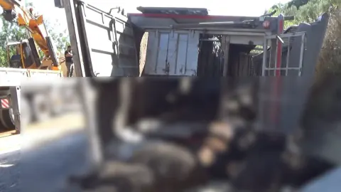 Mersin Silifke'de Büyükbaş Yüklü Tır Devrildi: Sürücü Yaralandı