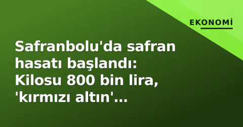 Safranbolu'da safran hasatı başlandı: Kilosu 800 bin lira, 'kırmızı altın' çiftçiyi gülümsüttürdü