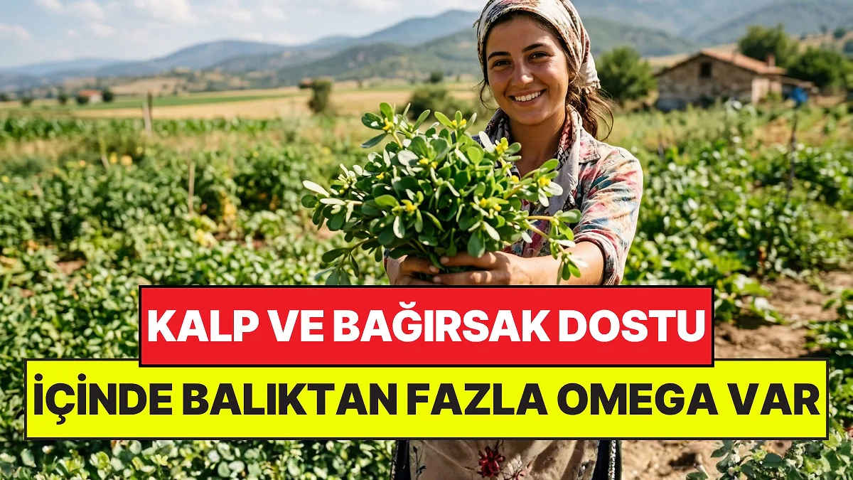 Balıktan Daha Fazla Omega-3 İçeriyor: Sofraların Gizli Süper Gıdası Semizotu Balıktan Daha Fazla Omega-3 İçeriyor: Sofraların Gizli Süper Gıdası Semizotu